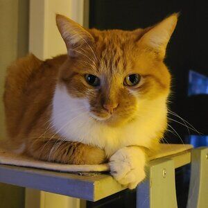 Meet your Posher, Roxie